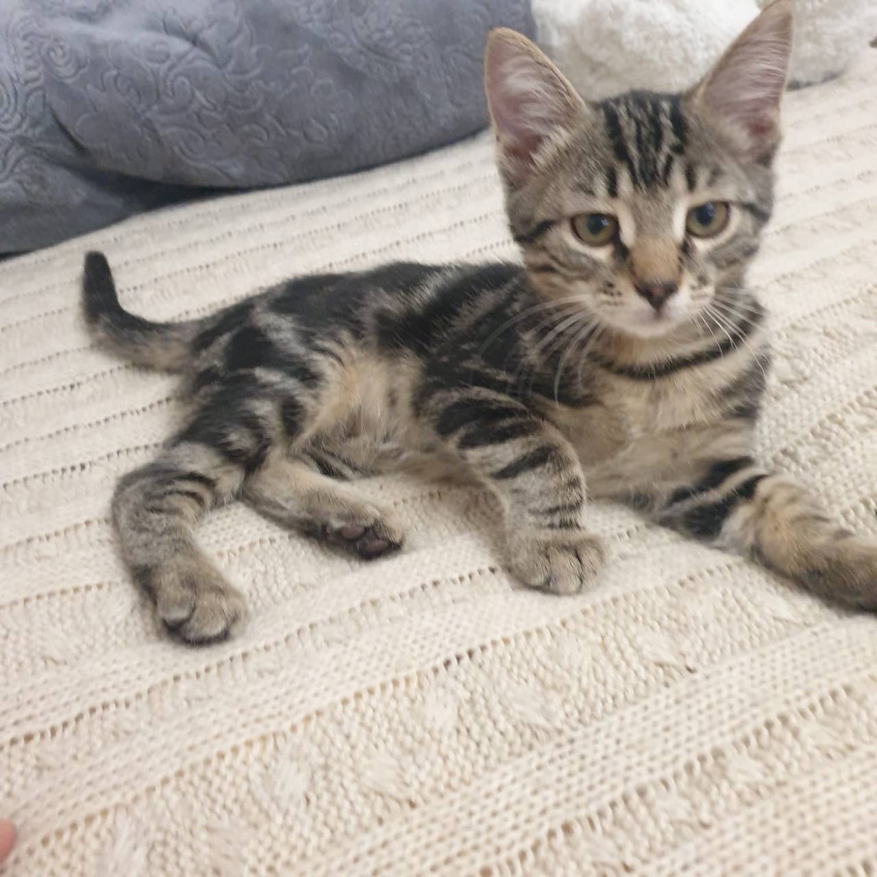 Котёнок девочка в добрые руки